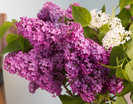 *** Lilacs *** - flowers, flower, nature, lilacs