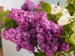 *** Lilacs ***