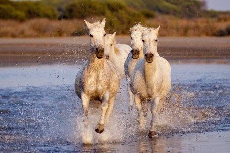 *** Horses *** - horses, horse, animal, animals, running