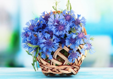 *** Blue cornflowers *** - flowers, cornflowers, nature, blue, flower