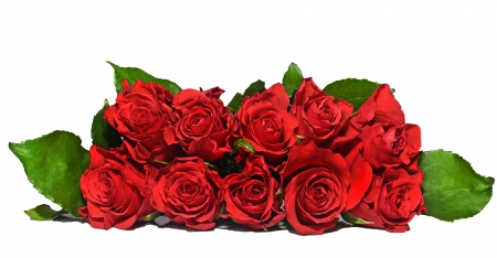 *** Red roses *** - flowers, red, roses, nature