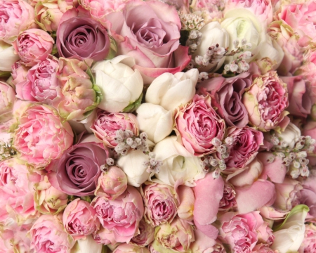 Beautiful flowers - roses, petals, pink, flowers, blooms