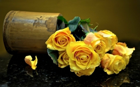 Yellow rose - flowers, yellow, petals, rose