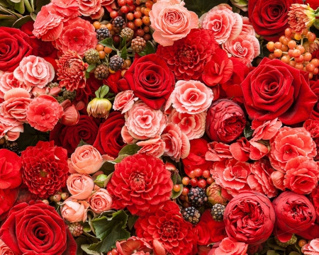 Beautiful flowers - red, flower, roses, petals