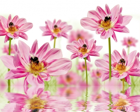 Pink flowers - petals, pink, reflection, flowers, blooms