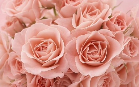 Beautiful roses - flowers, blooms, roses, petals