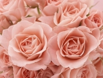 Beautiful roses