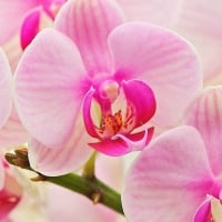 Orchids