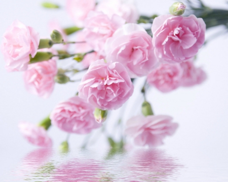 Pink roses - flowers, petals, pink, rose