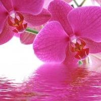 Pink orchids