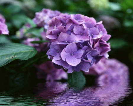 Purple petals - blooms, purple, flowers, petals