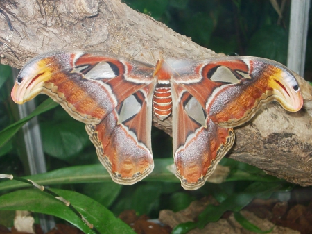 Atlas butterfly - continental, patterns, insect, large