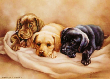 Cuties - pillow, pups, resting, dogs