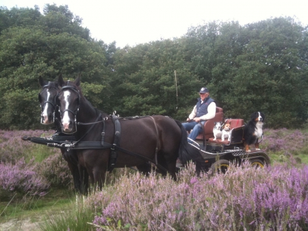 carriage - steeds, man, brown, two