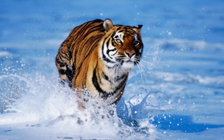 Bengal tiger - white, running, cold, snow