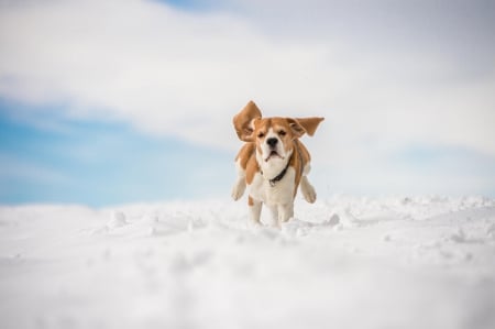 Dog - pretty, beautiful, dog face, puppies, lovely, playful dog, sweet, playful, dogs, cute, face, puppy, animals