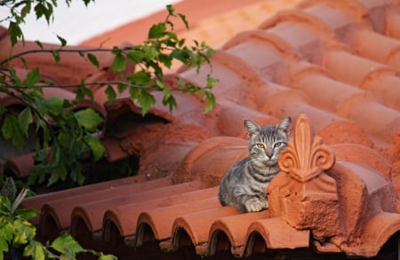 Cat - sleepy, cute, beautiful, cat, sleeping, kitty, cats, hat, cat face, paws, face, animals, pretty, beauty, sweet, kitten, lovely