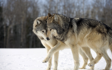 Wolf - wolf, animal, jungle, snow