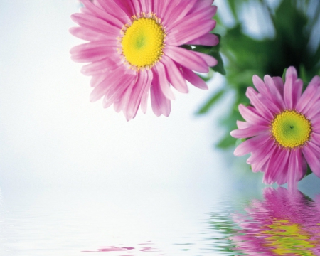 Beautiful flowers - blooms, flowers, petals, pink