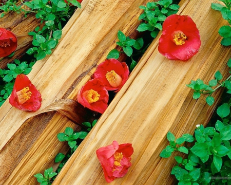 Beautiful red petals - flowers, leaves, petals, wood