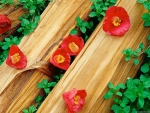 Beautiful red petals