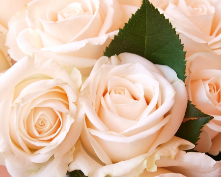 Beautiful rose - flowers, blooms, petals, rose