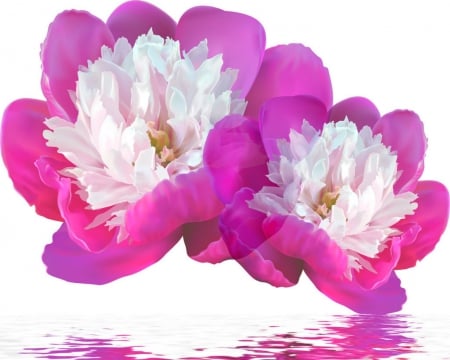 Beautiful flowers - white, flower, petals, pink