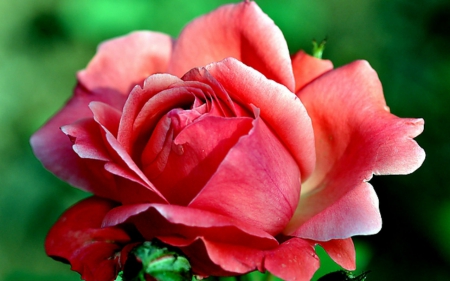 Beautiful rose - flowers, petals, rose, bloom