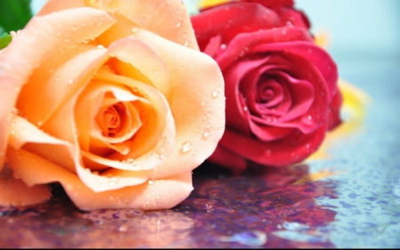 Beautiful rose - flowers, roses, petals, bloom