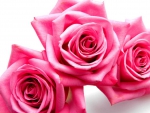 Pink roses