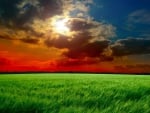 gorgeous sundown over a green wheat field