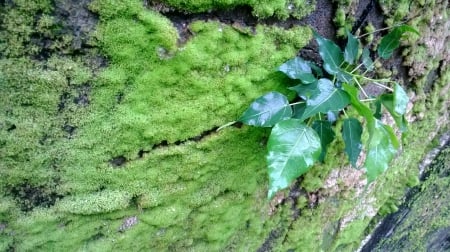 moss on the wall - moss, grass, nature, wall