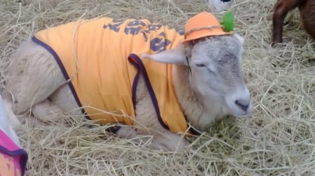 goat - animal, orange, farm, goat