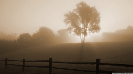 Foggy morning - fog, fields, landscape, scene, HD, sunrise, morning, tree, natire, dawn, fall, countryside, autumn, mist, ranch, wallpaper