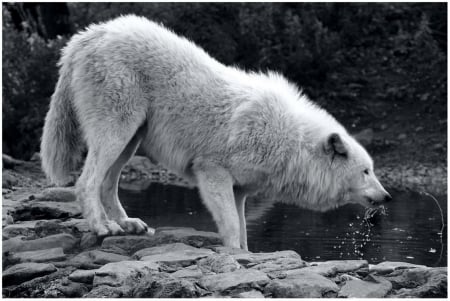 White_Wolf - black, white, wild animal black, pack, quotes, the pack, wolves