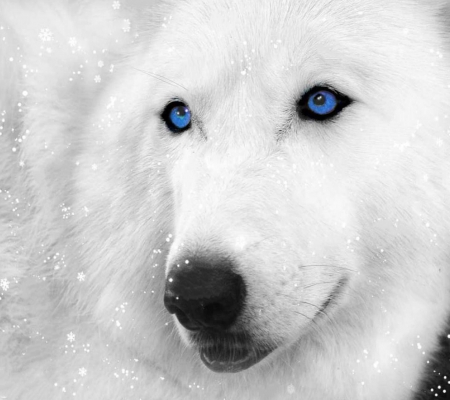 white_wolf