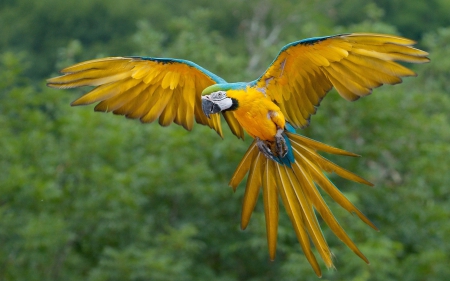 Parrot - feathers, forest, colorfull, above