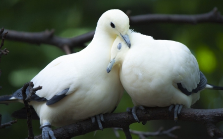 Pigeons - bird, dove, love, pigeons, white, green, valentine, couple, day