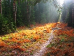 *** Forest path strewn with leaves ***