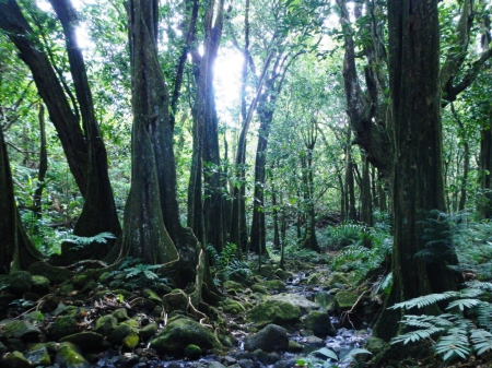 jungle - branches, green, light, sun