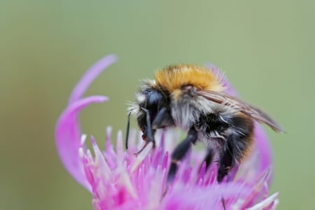 bumble bee - small, fluffy, flower, pink