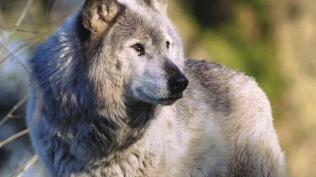 grey wolf - black, grey wolf, white, wild animal black, pack, quotes, the pack, wolves