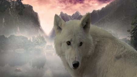 the_white_wolf - white, wolves, wild animal black, the pack, black, quotes, pack