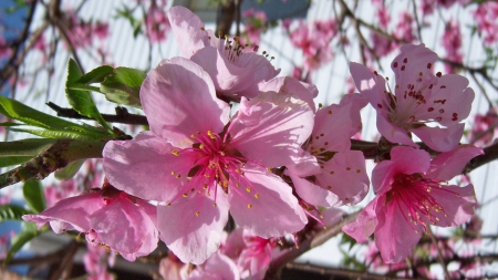 *** Pink hibiscus *** - summer, flowers, spring, nature, time