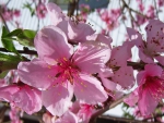 *** Pink hibiscus ***