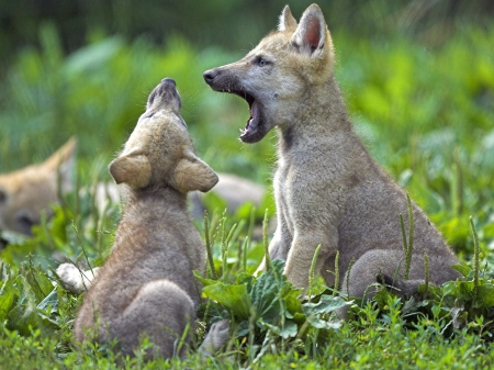 first howl - black, white, wild animal black, cubs, pack, quotes, the pack, wolves