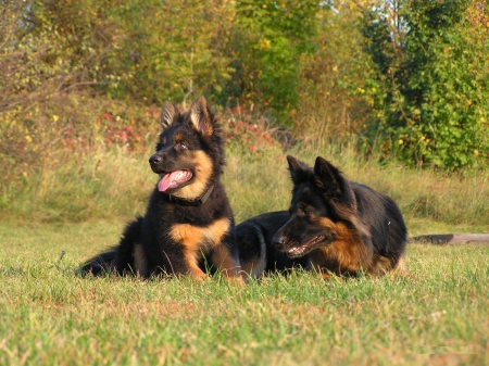 German Shepherd - nature, watchdogs, trees, mother, grass, pup