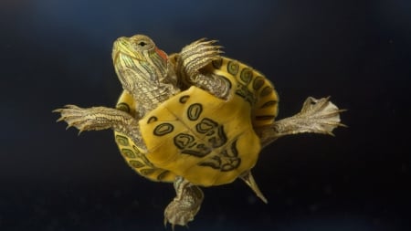 turtle - animal, water, reptile, cub, swimming, oviparous