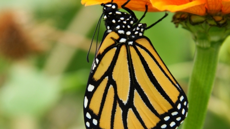 butterfly - metamorphosis, black, animal, nature, yellow, insect