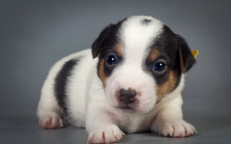 *** Sweet puppy *** - dog, animals, dogs, animal